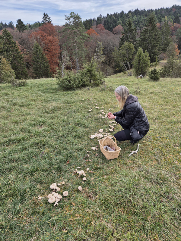 Eine Pilzsachverständige beim Inspizieren von Champignons