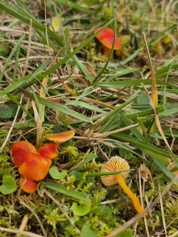 Kirschrote Saftlinge