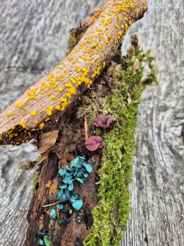 Entdeckte Farbenpracht