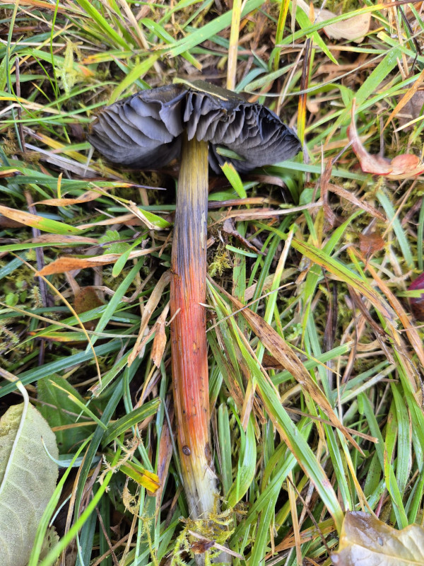 Ein Schwärzender Saftling