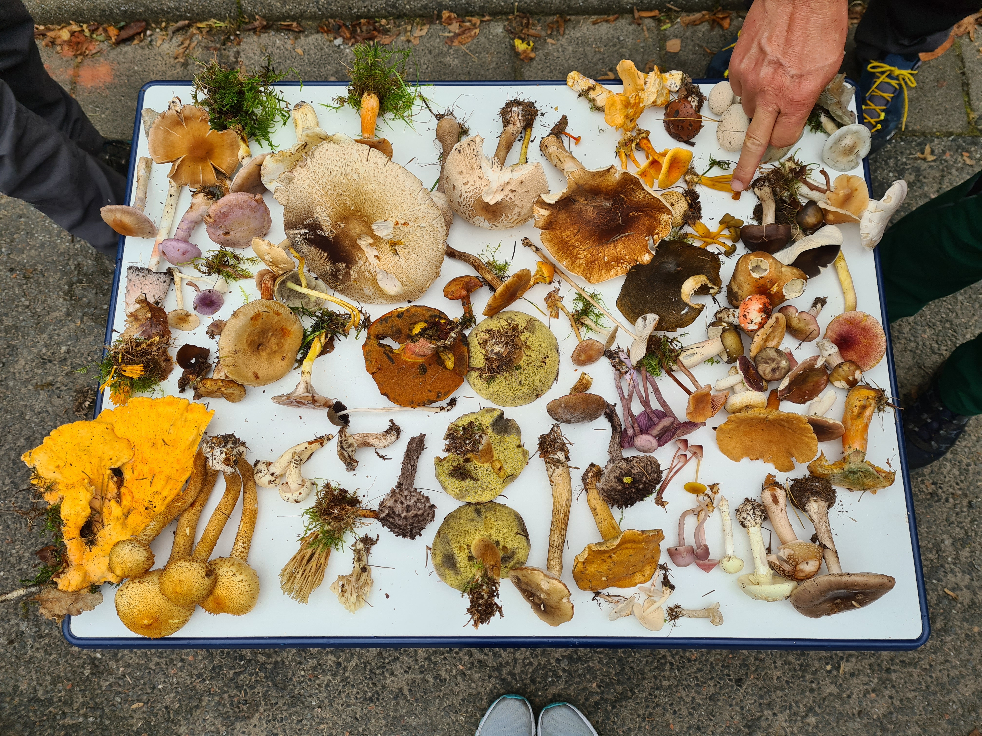 Vortrag beim Pilzseminar