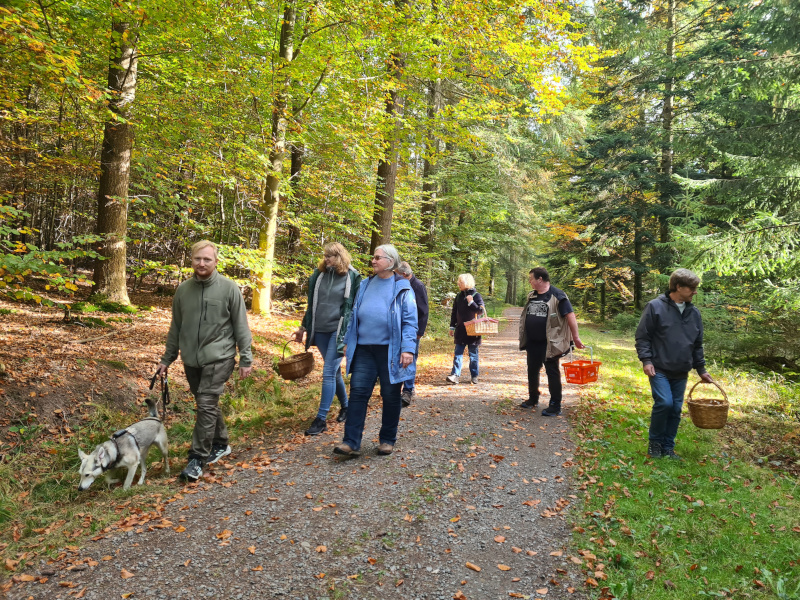 Wanderung durch den Herbstwald