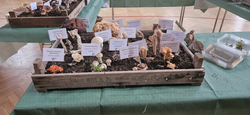 Pilzausstellung (1) Pilzausstellung (1)