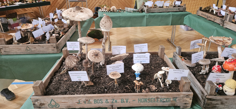 Pilzausstellung (5) Pilzausstellung (5)