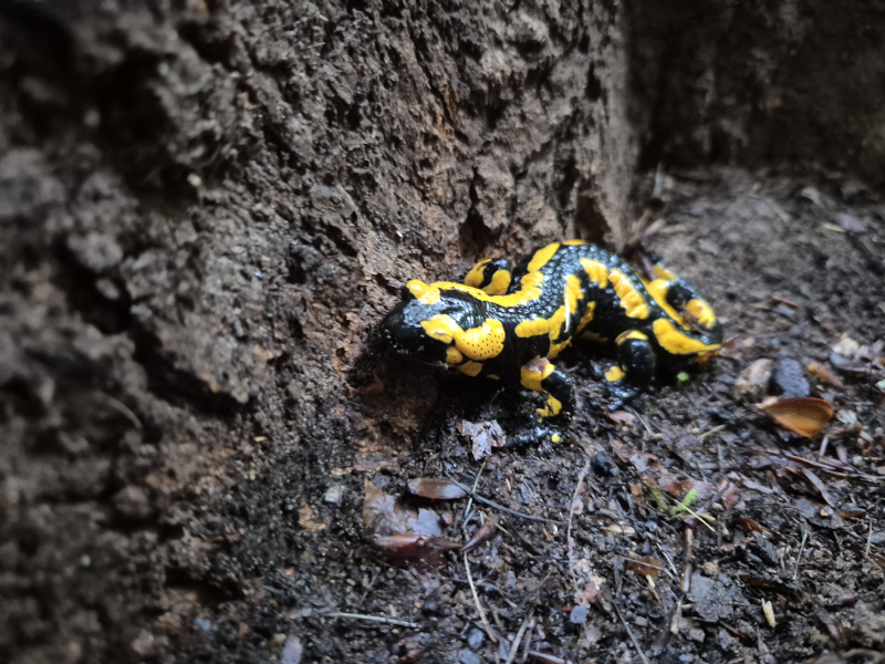 Einer der Feuersalamander